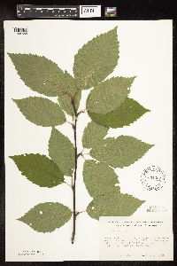 Betula alleghaniensis image