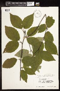 Betula alleghaniensis image