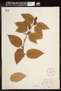 Betula alleghaniensis image