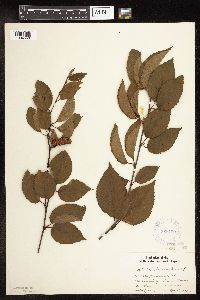 Betula alleghaniensis image