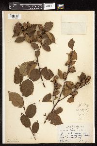 Betula alleghaniensis image