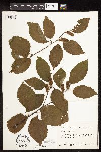 Betula alleghaniensis image