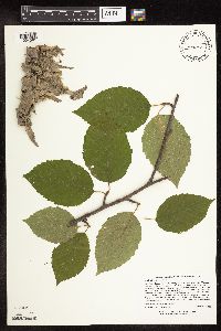 Betula alleghaniensis image