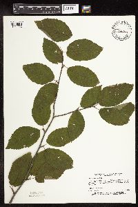Betula alleghaniensis image