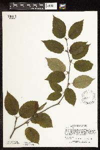 Betula alleghaniensis image