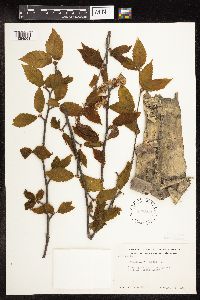 Betula alleghaniensis image