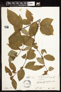 Betula alleghaniensis image