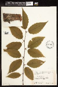 Betula alleghaniensis image