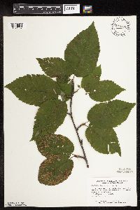 Betula alleghaniensis image