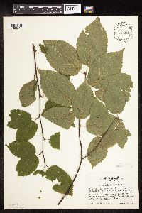 Betula alleghaniensis image