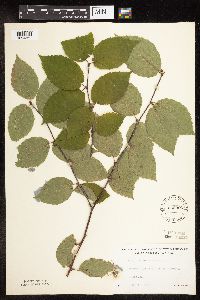 Betula alleghaniensis image