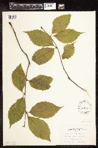 Betula alleghaniensis image