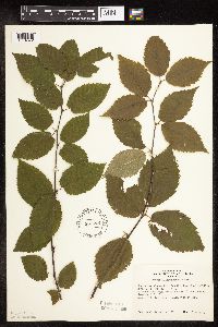 Betula alleghaniensis image