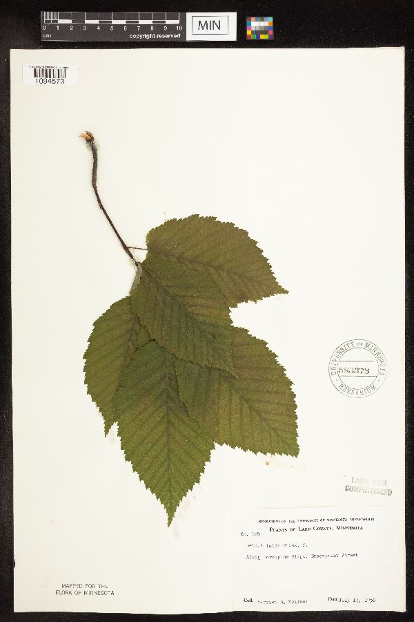 Betula alleghaniensis image