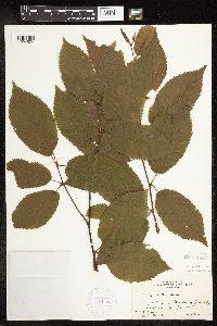Betula alleghaniensis image