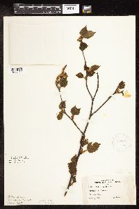 Betula alleghaniensis image