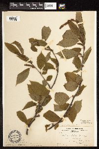 Betula alleghaniensis image