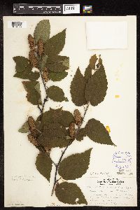 Betula alleghaniensis image