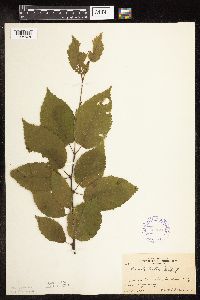 Betula alleghaniensis image