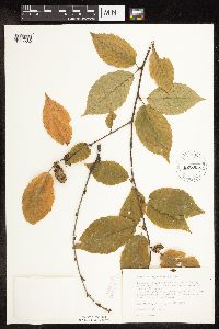 Betula alleghaniensis image