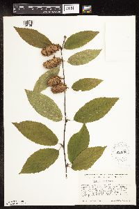Betula alleghaniensis image