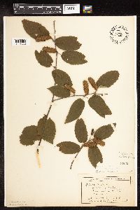 Betula alleghaniensis image