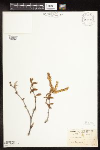 Betula alleghaniensis image
