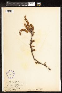Betula alleghaniensis image