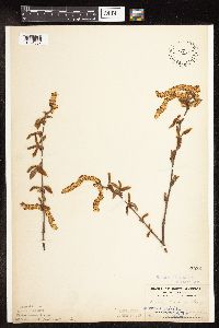 Betula alleghaniensis image
