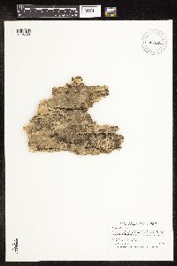 Betula alleghaniensis image