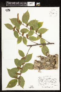 Betula alleghaniensis image
