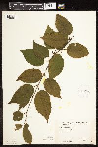 Betula alleghaniensis image