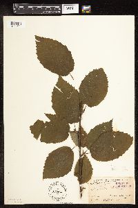 Betula alleghaniensis image