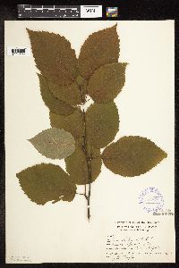 Betula alleghaniensis image