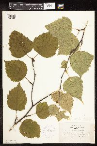 Betula alleghaniensis image