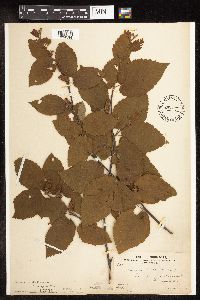 Betula alleghaniensis image