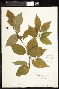 Betula alleghaniensis image