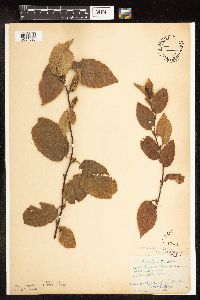 Betula alleghaniensis image