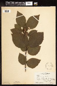 Betula alleghaniensis image