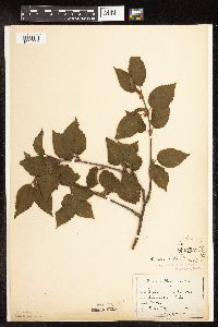 Betula alleghaniensis image