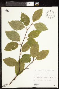Betula alleghaniensis image