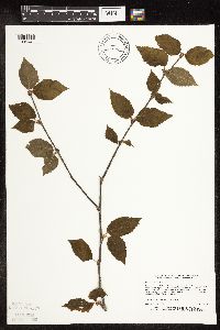 Betula alleghaniensis image