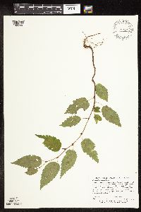 Betula alleghaniensis image