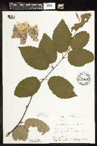 Betula alleghaniensis image