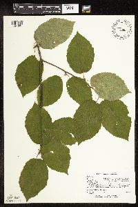 Betula alleghaniensis image