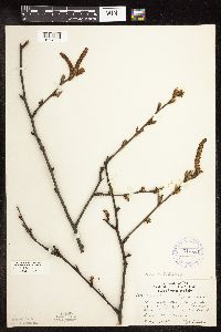 Betula alleghaniensis image