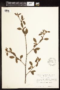 Betula alleghaniensis image