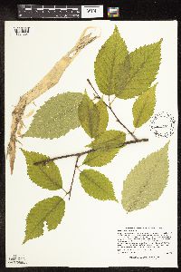 Betula alleghaniensis image