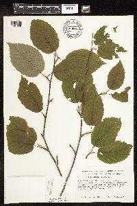 Betula alleghaniensis image