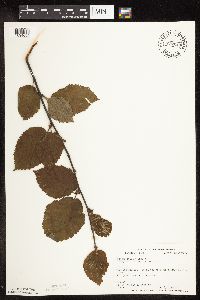 Betula alleghaniensis image